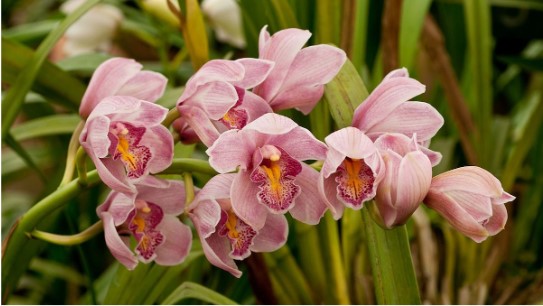 Anggrek Dendrobium: A Living Jewel of the Orchid World